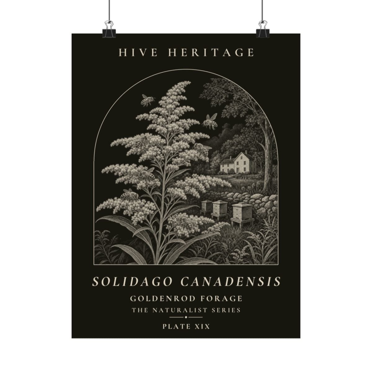 Goldenrod Forage Naturalist Print photograph 4