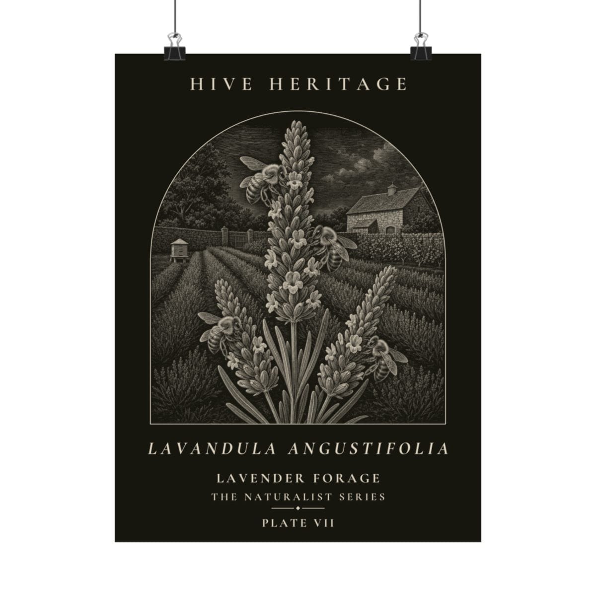 Lavender Forage Naturalist Print photograph 4