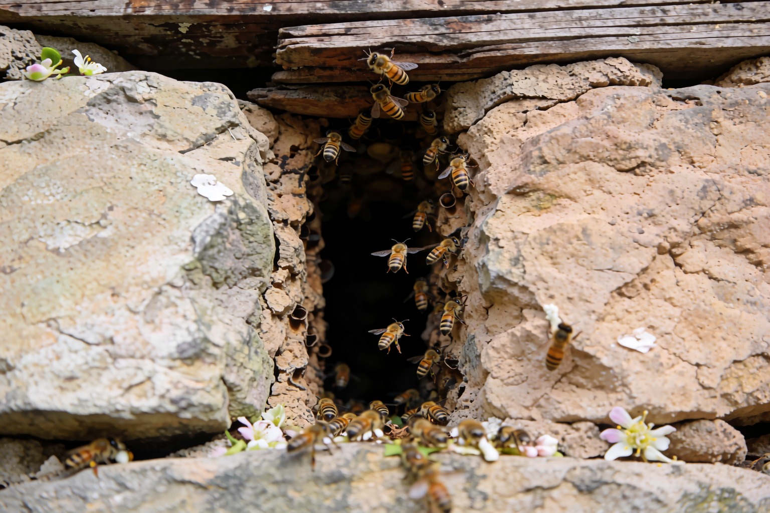 The Eastern Honey Bee and How It Lives