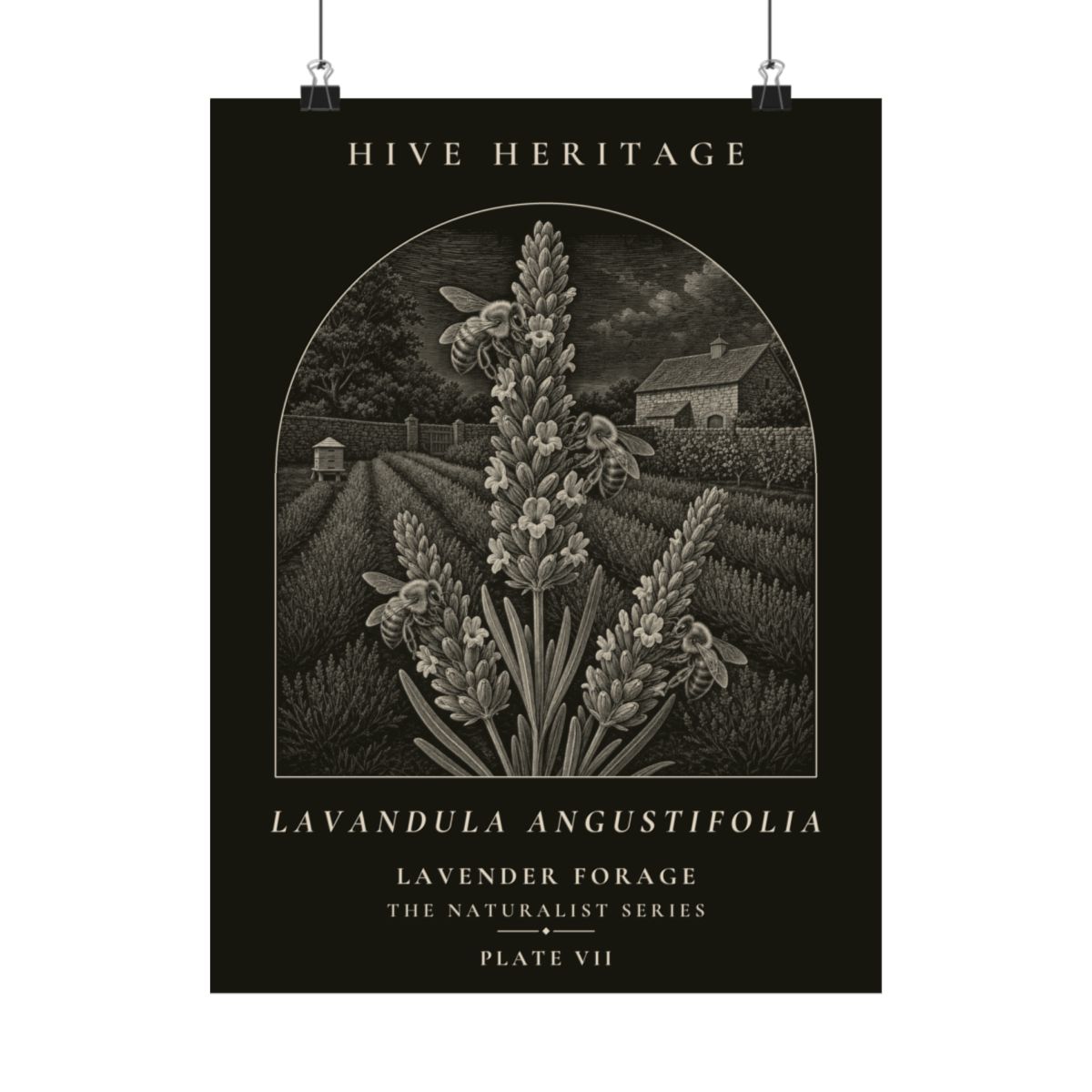 What Lavender Gives Bees, and Where the Honey Comes From